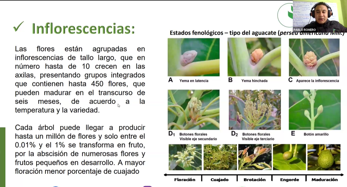 INTRODUCCIÓN AL MANEJO DE LA FERTILIZACIÓN DEL AGUACATE